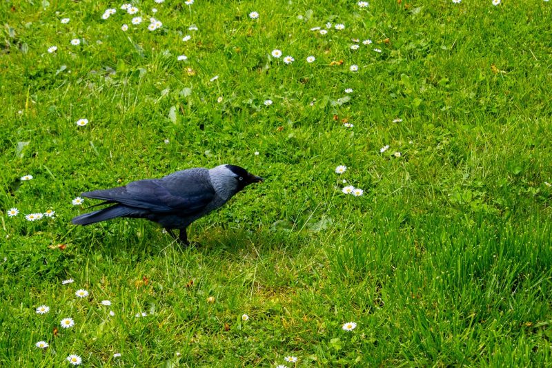 Caching-regels in .htaccess