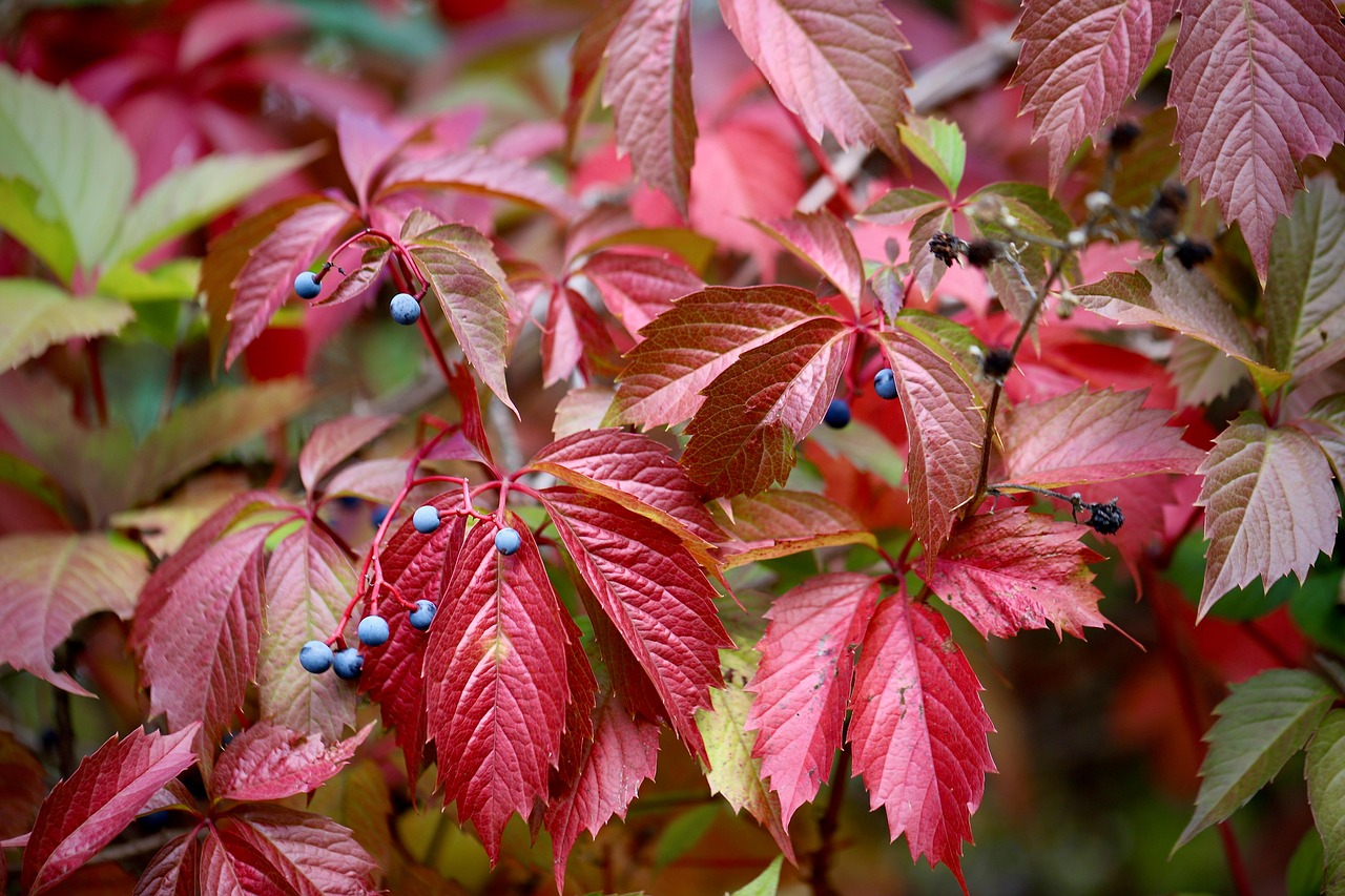 Wat is rank volatility?