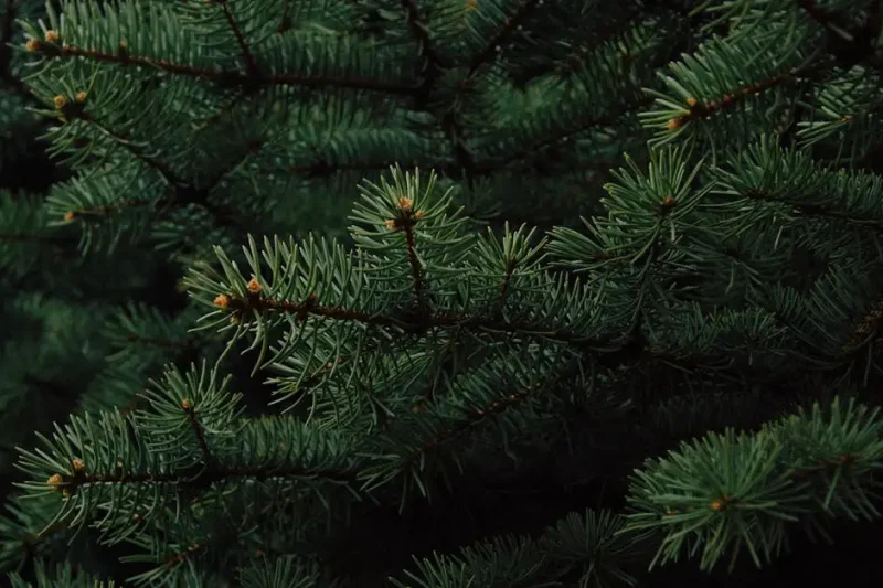 Wat is evergreen content en waarom is het belangrijk?
