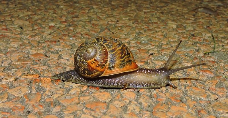 Wat is crawl depth?