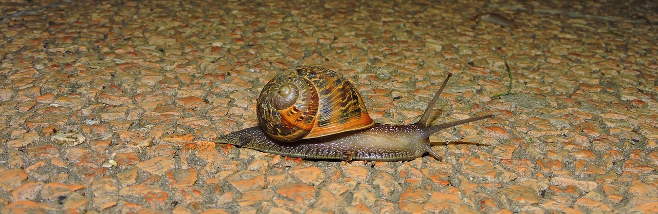Wat is crawl depth?