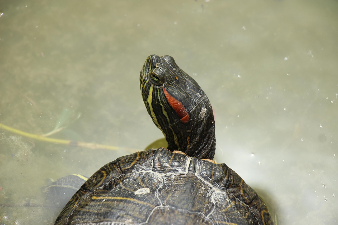 Linkbuilding checklist voor gevorderden