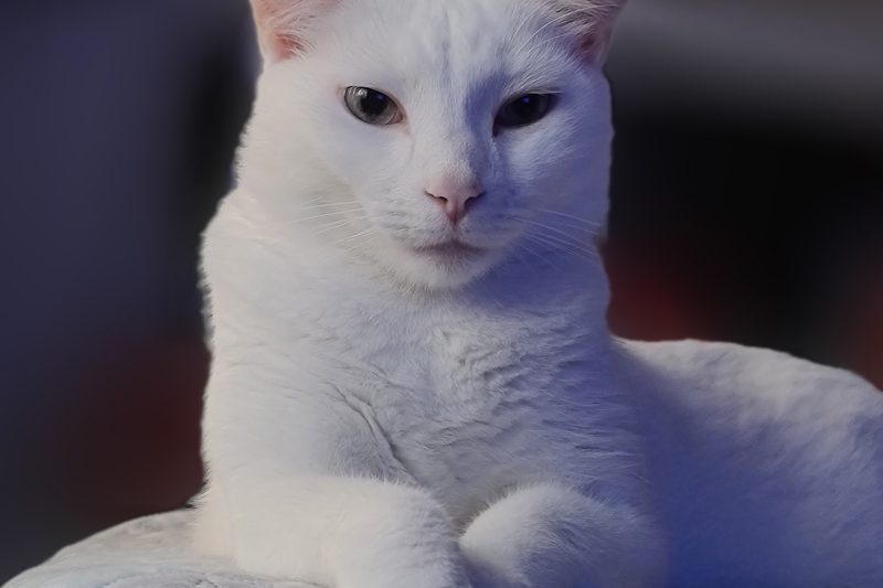 WMS Everywhere extension