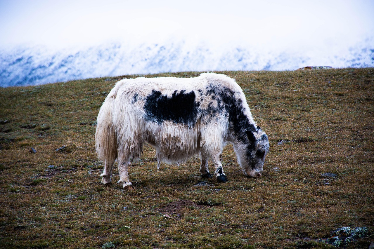 Wat is SERP stagnation?