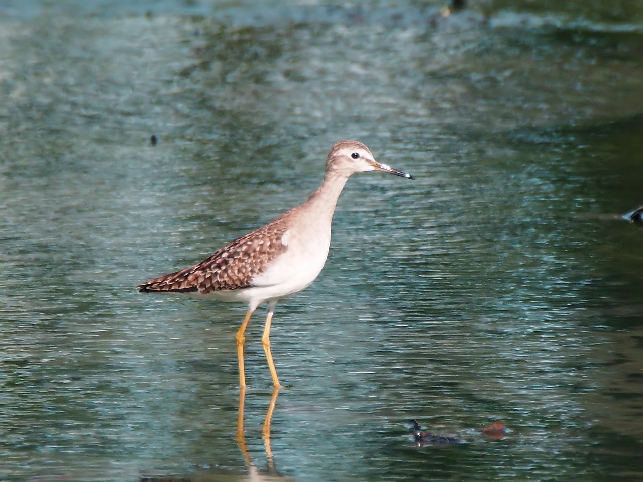 Inspectlet bezoekersgedrag