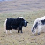 Wat is een SERP landscape?