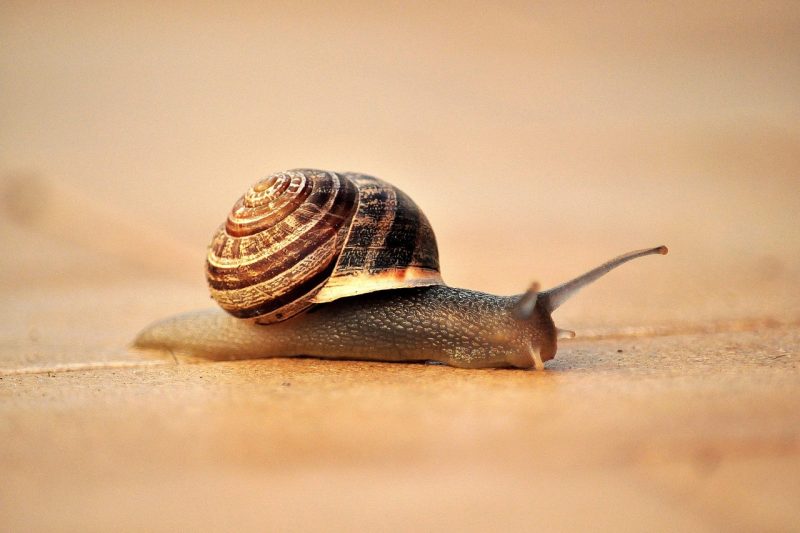 Wat is crawl allocation?