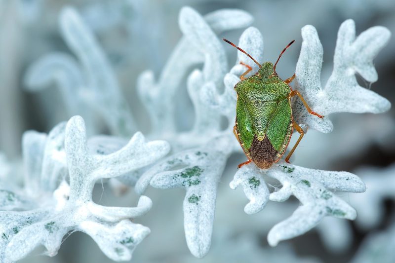 Webmasters ontdekken bug in sitemapverwerking