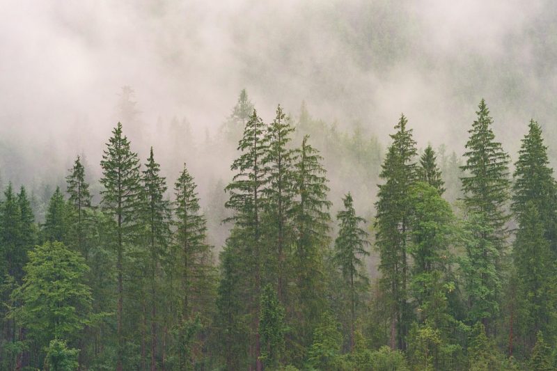 Wat is evergreen optimisation