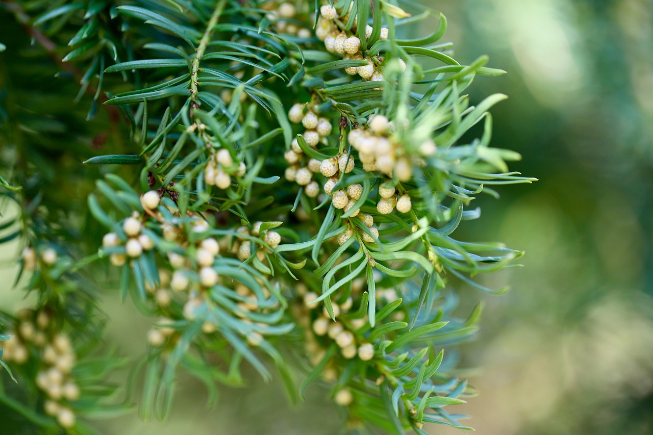 Linkbuilding met evergreen content