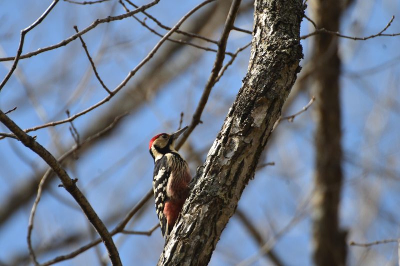 Woodpecker outreach