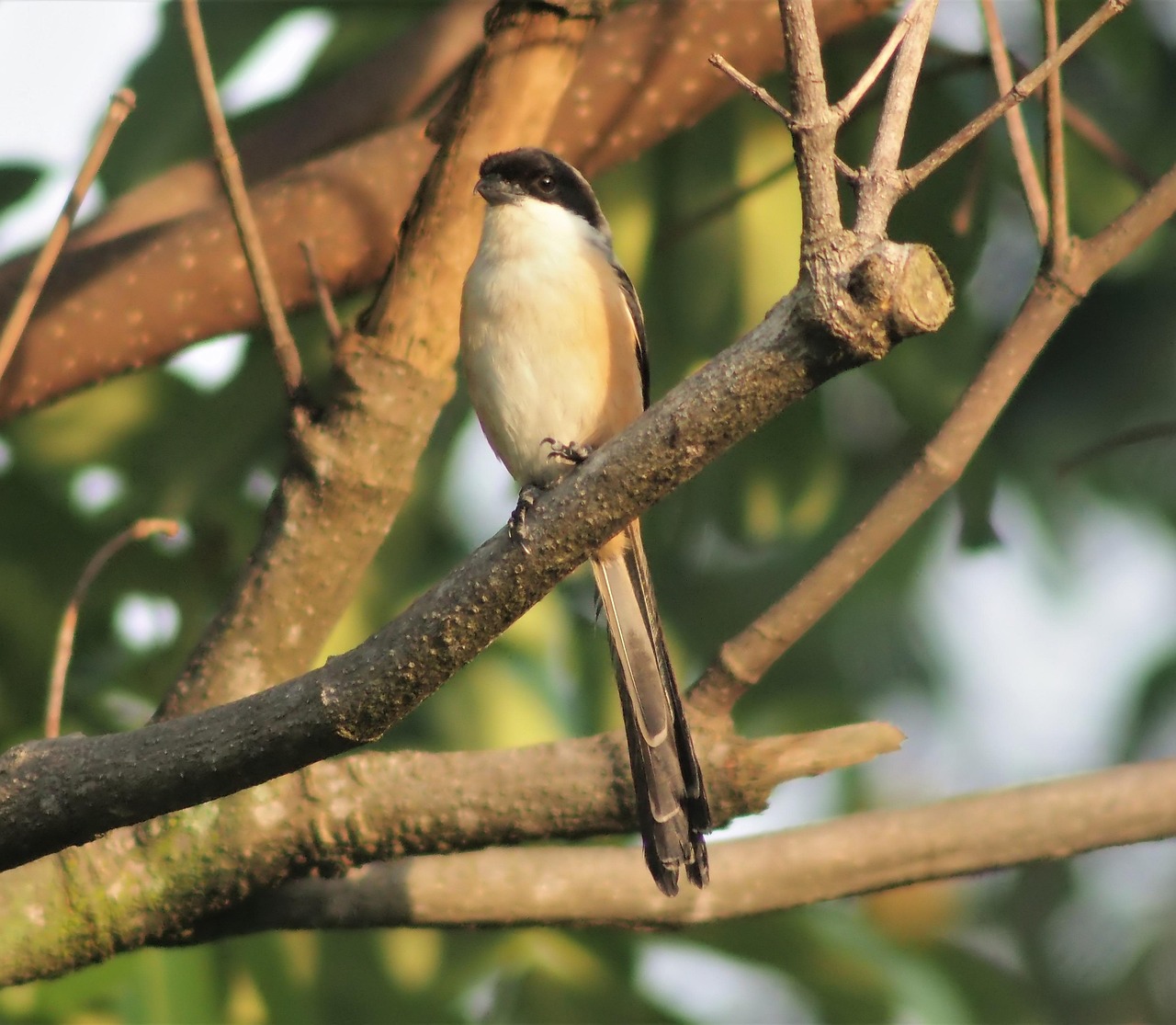 Hoe schrijf je content voor ultra long-tail keywords