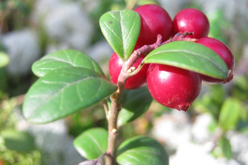 VoilaNorbert email finder