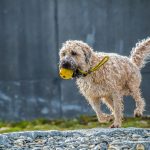 Afname van sitewide penalty’s gerapporteerd