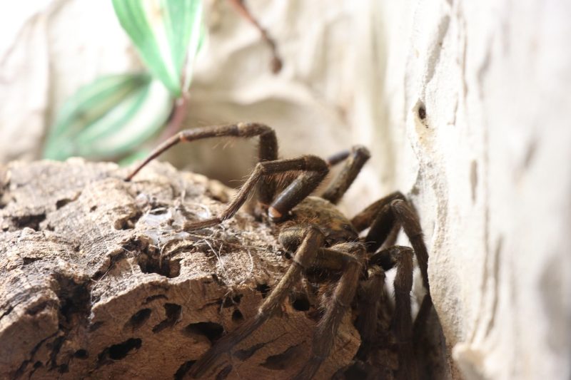 Sitestructuur voor crawlers ontwerpen