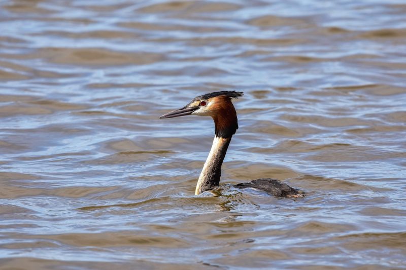 Technische SEO voor niche sites