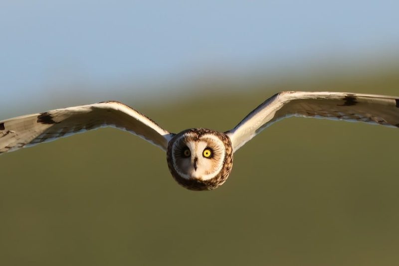 Minder featured snippets voor korte antwoorden