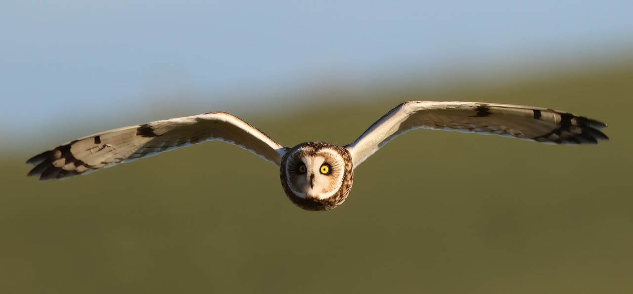 Minder featured snippets voor korte antwoorden