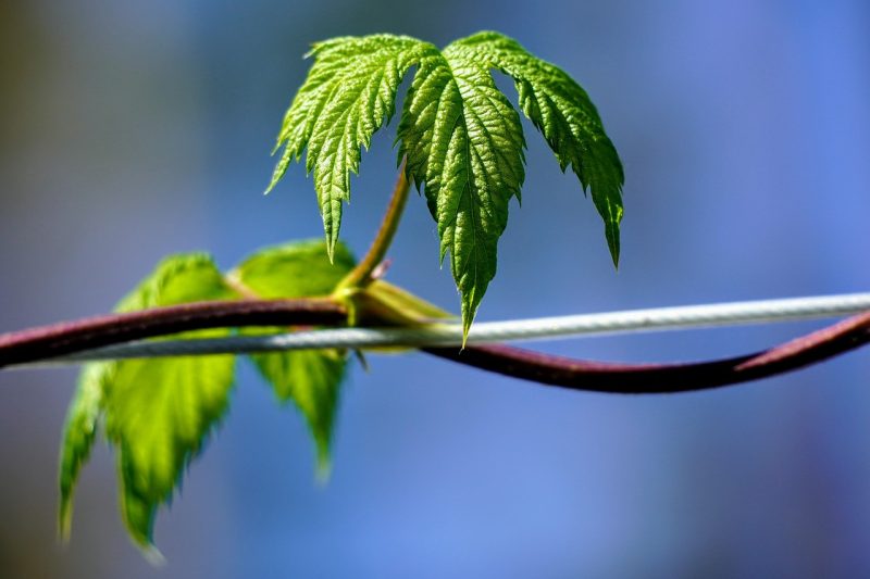 TrueRanker rank monitoring