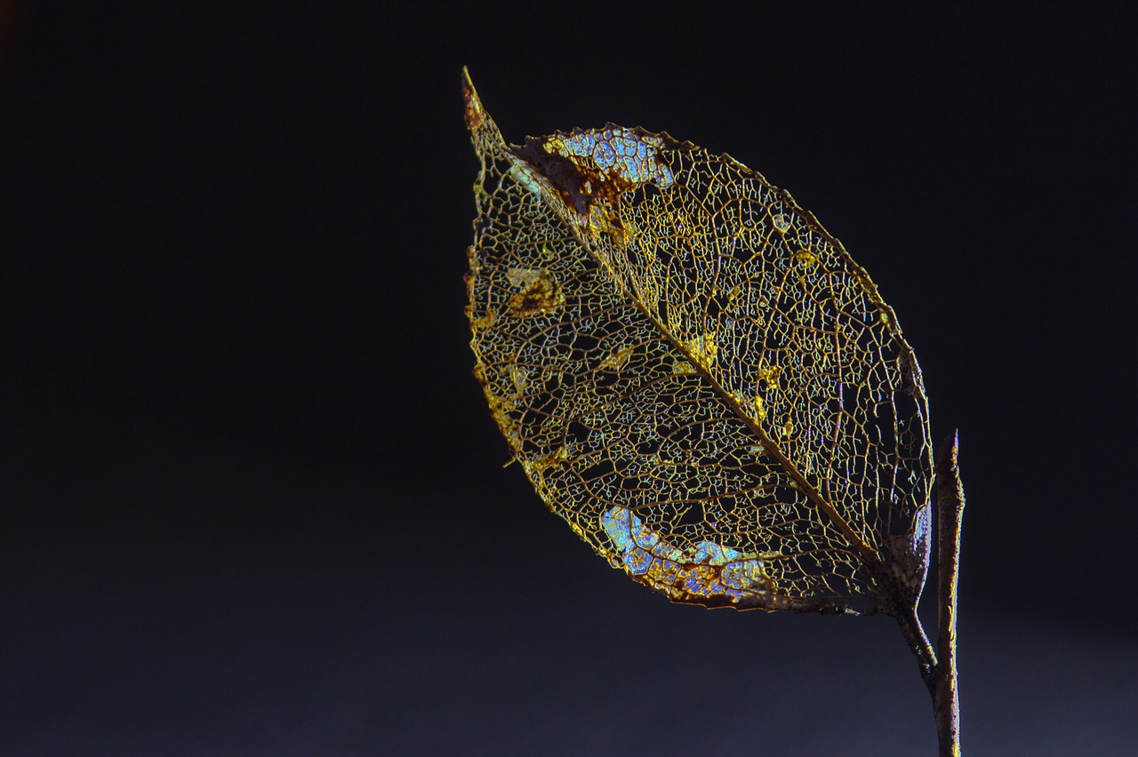 Wat is link entropy?